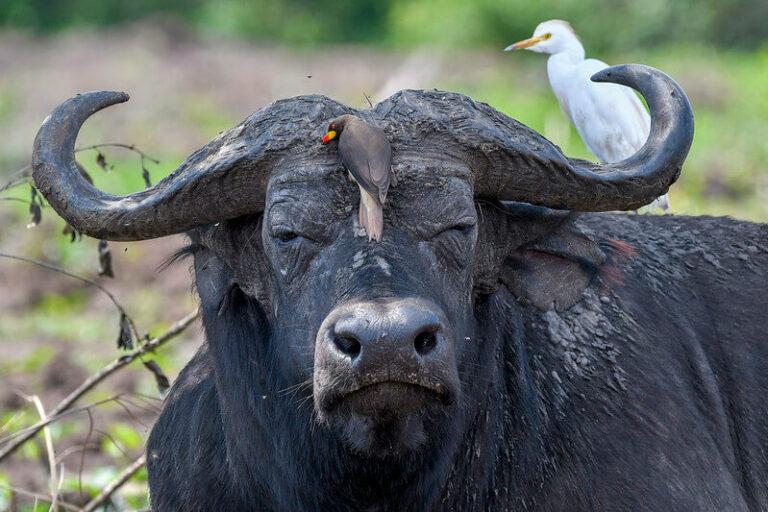 Nile Buffalo Hunting