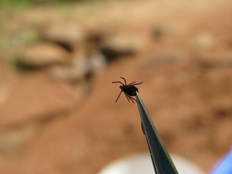 Pepper ticks on African buffalo hunts are best avoided using DEET.