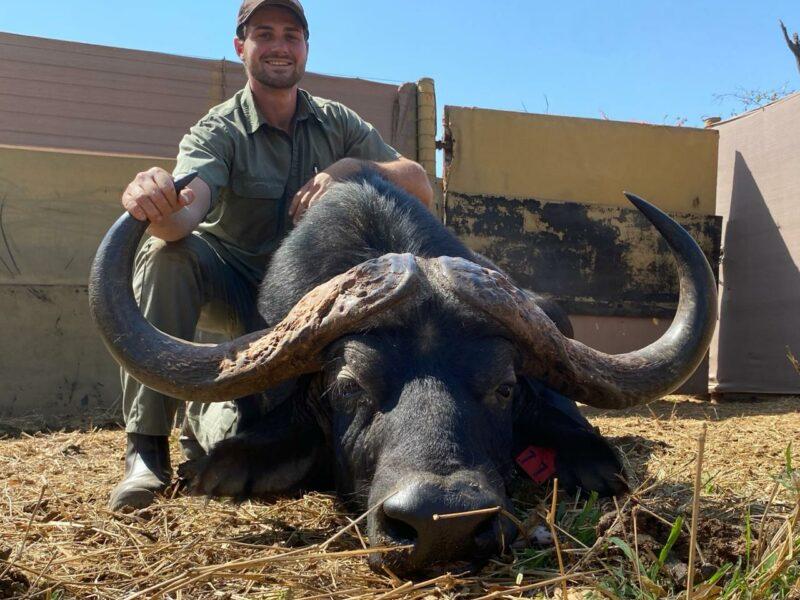 Sedated Cape buffalo bull