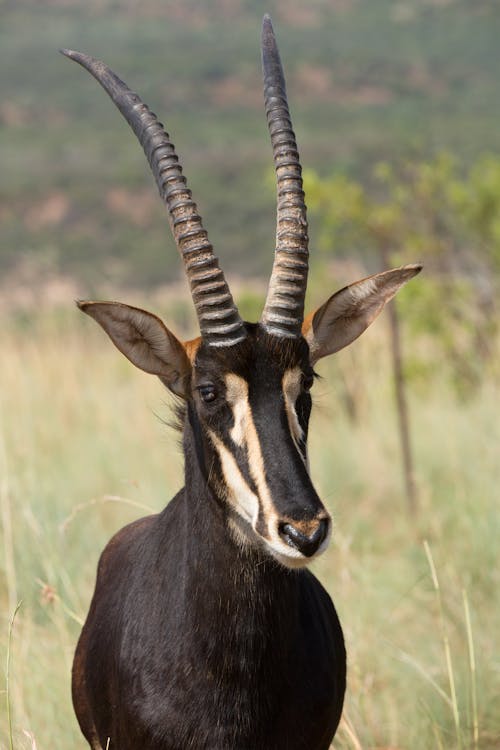 Sable with majestic horns