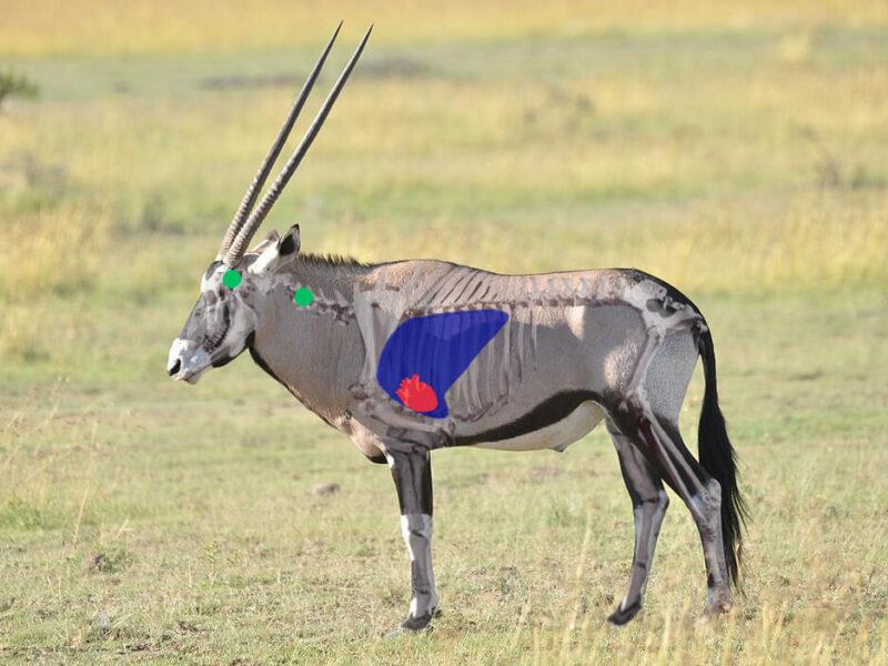 Oryx Side View Shot Placement, Exotic Plains Game