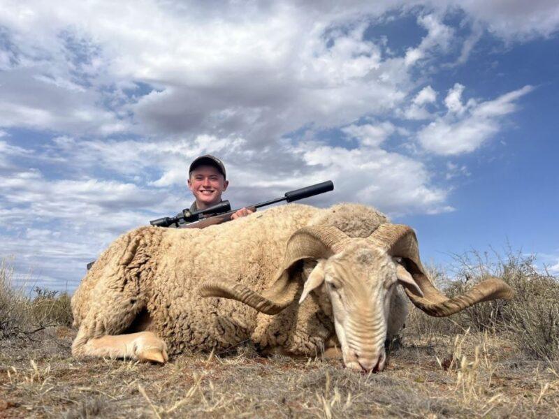 Man posing with his rifle behind a sheep he shot.