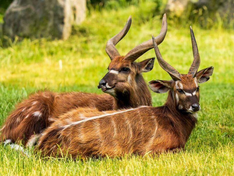 Two sitatunga antelopes lying on the green grass