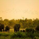 Group of elephants in South Africa