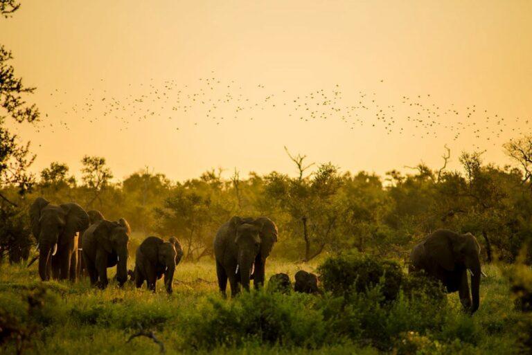Group of elephants in South Africa