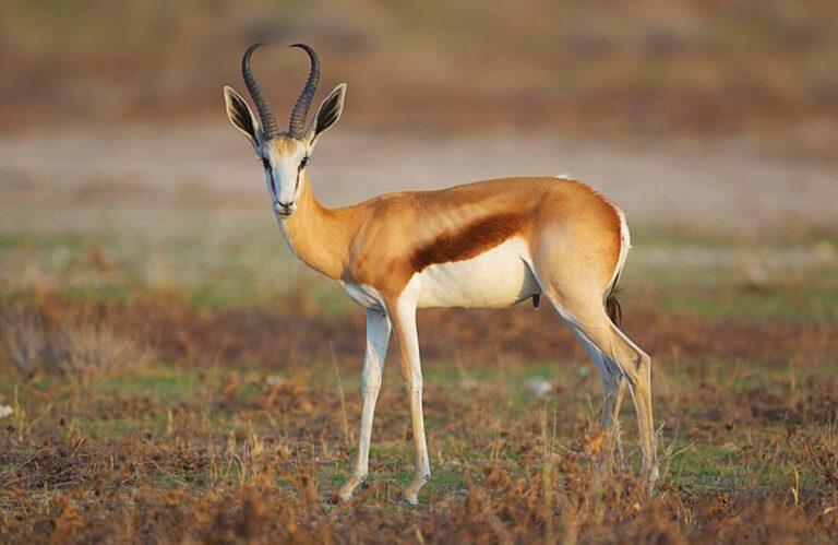 Springbok by Yathin S Krishnappa