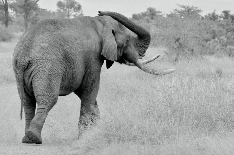 Back view of an African elephant in the veld