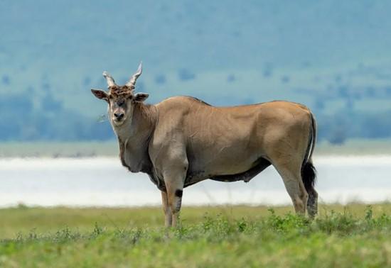 The giant eland standing near water