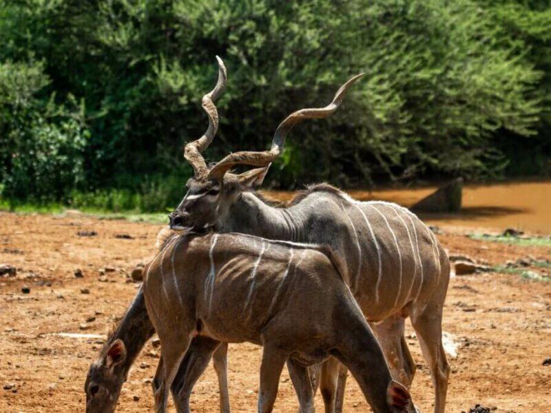 The kudu is a highly sought-after African plains game trophy