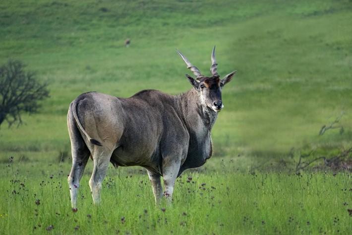 Side shot of an eland