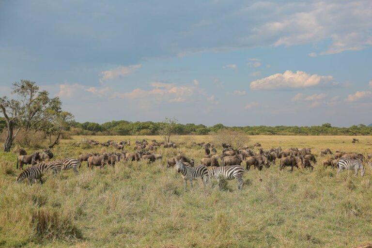Hunting zebra on the african plains
