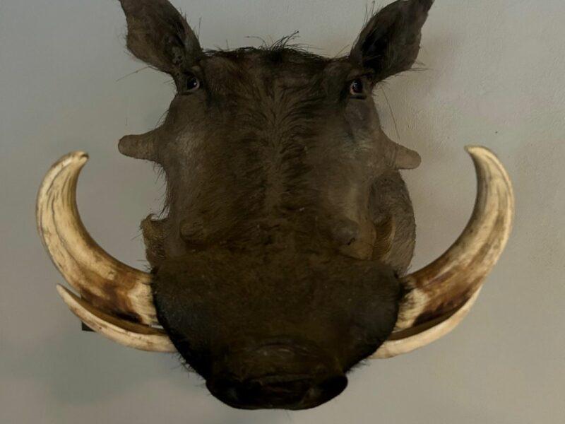 Warthog head mounted on a wall
