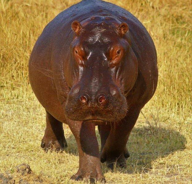 Hippo walking on grass