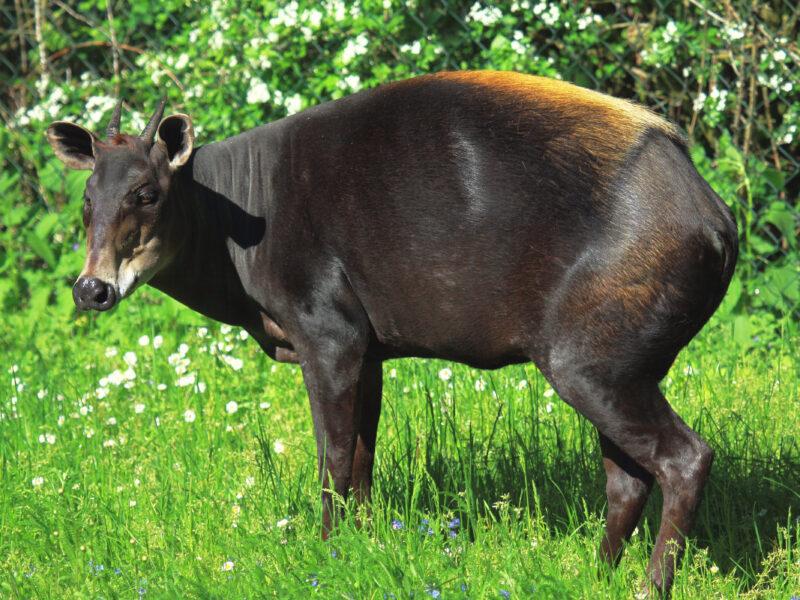 Hunting the Yellow-Backed Duiker in Africa