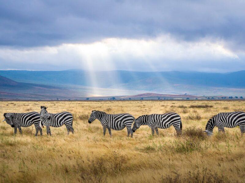 A herd of zebras in the bush