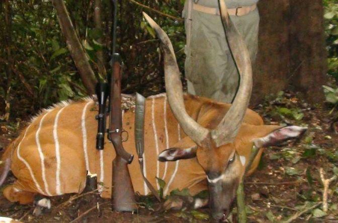 Bongo Hunting