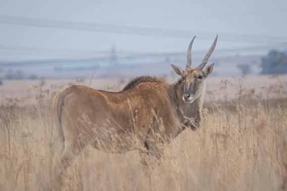 eland on the savanna