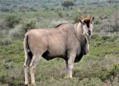 eland with a broken horn