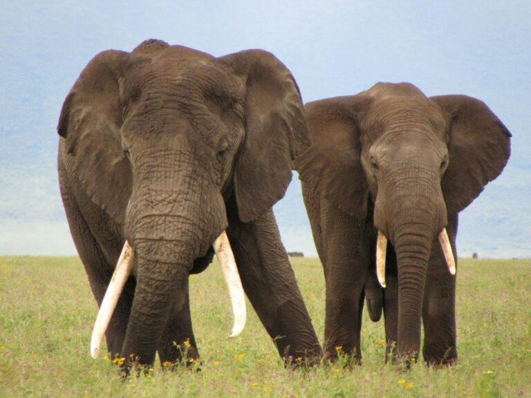 Two elephants standing in the bushveld
