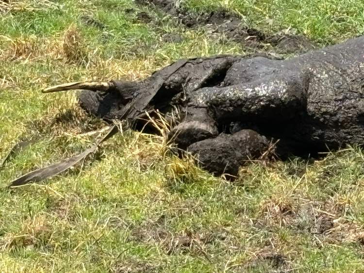 elephant stuck in the mud
