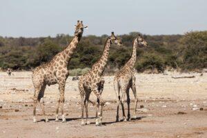 three giraffes standing in the open