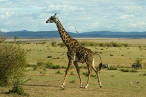 giraffe on a savanna