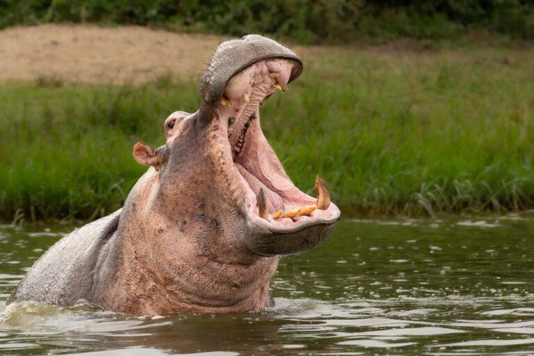 hippo with wide open jaws