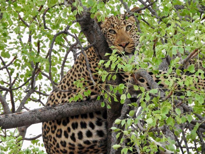 leopard in a tree, with striking rosettes visible