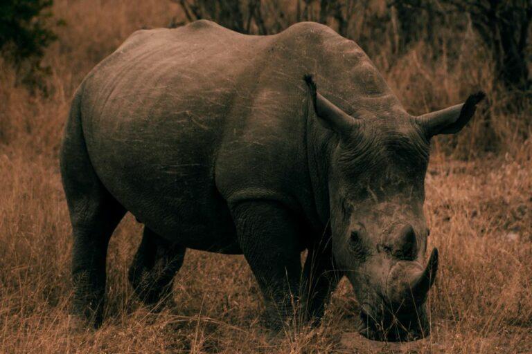 Front view of a rhino in the bush