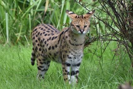 Serval standing in the bush