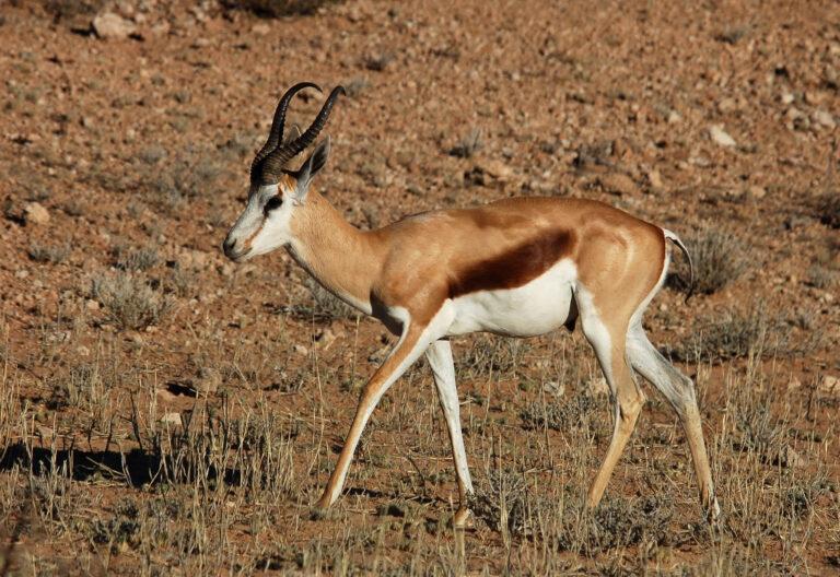 Springbok antelope in dry African plains