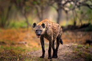 Hyena frontside standing on mud