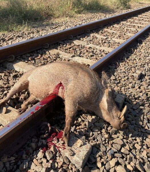Sow harvested by Logan van Wyk.