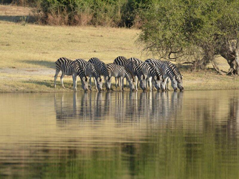 Herd of zebras drinking at a water hole.