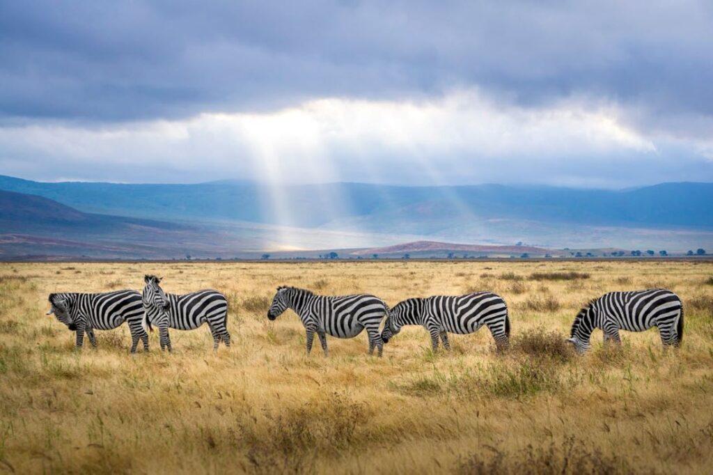 zebras standing on the savanna
