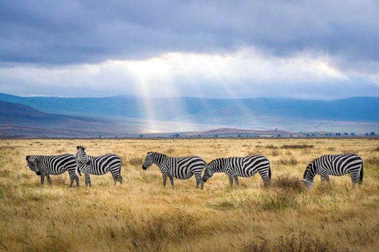 zebras standing on the savanna