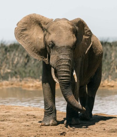 The elephant is a popular choice for hunting safaris in Mozambique.