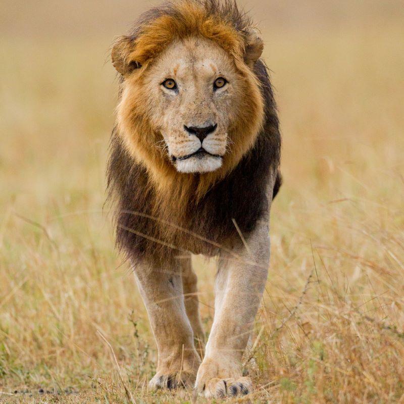 Lion Hunting In Africa: Your Guide to Ethical Safaris