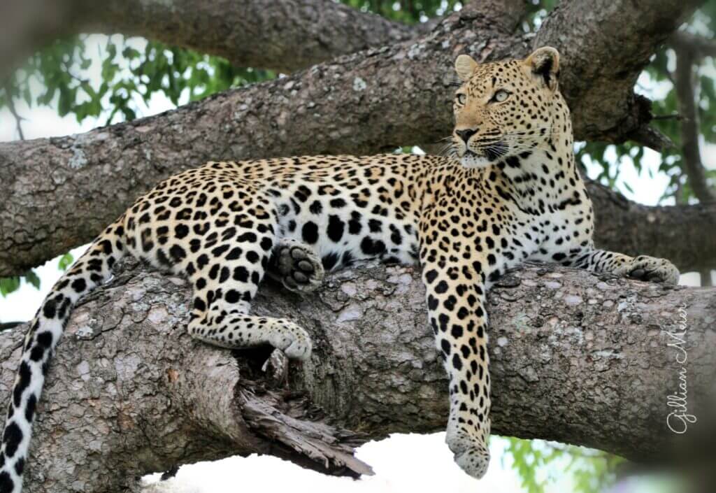 Leopard Hunting In Zimbabwe: The Omay Hunting Concession