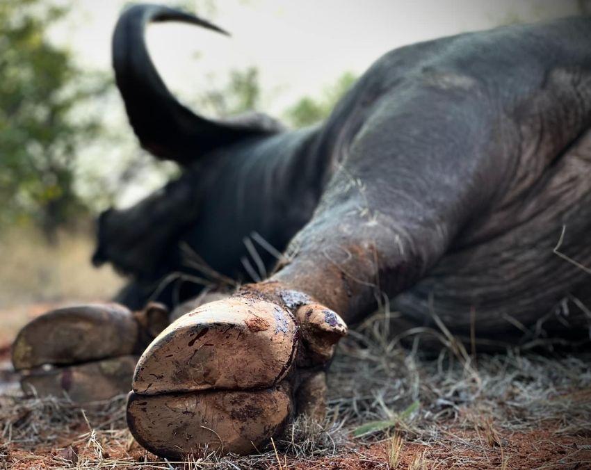 How to Prepare For A Cape Buffalo Hunt: Gear, Strategy & Safety For A Successful Game Hunting Safari