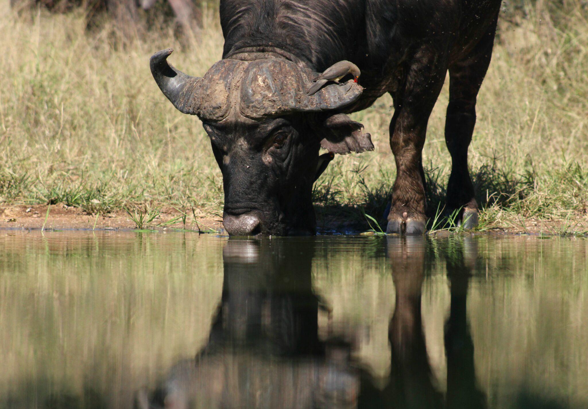 Ultimate Guide to Cape Buffalo Hunting Safaris: Top Destinations & Tips for an Unforgettable Hunt