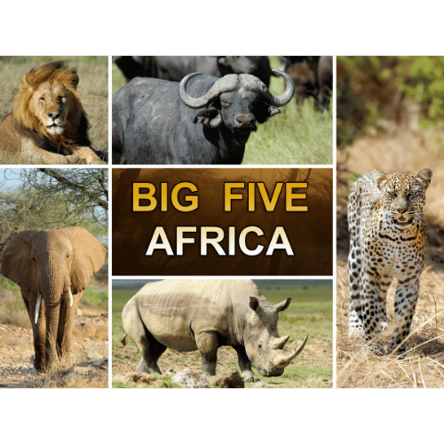 What Are the Big 5 Animals in Africa? Discover Their Role in Iconic Game Hunting Safaris