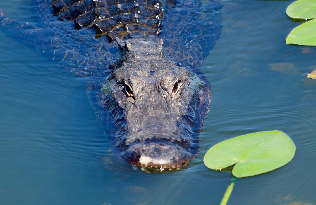 How Do Crocodiles Hunt? Discover Their Stealthy And Powerful Hunting Techniques