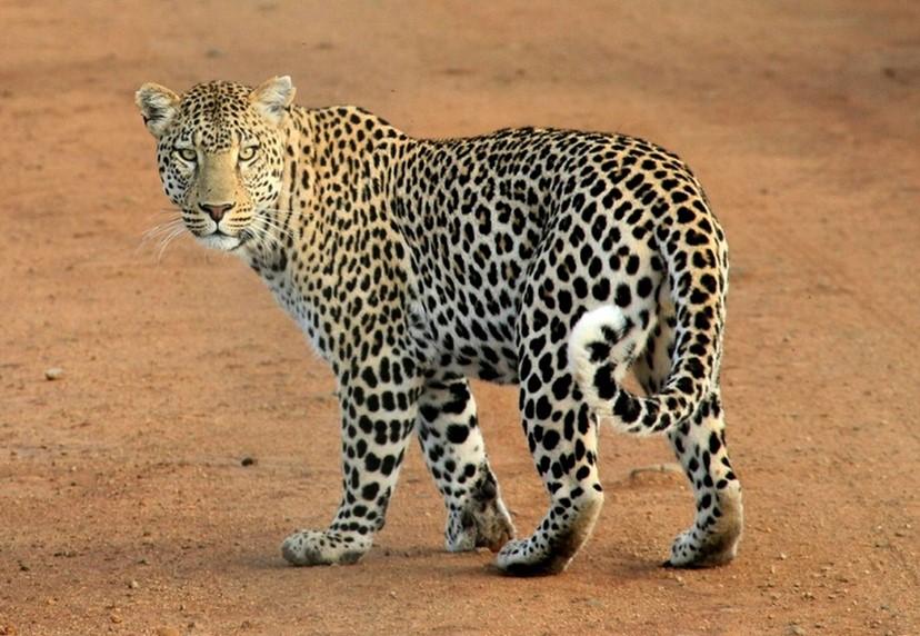 How Do Leopards Hunt? Unveiling Their Stealthy Tactics And Survival Strategies