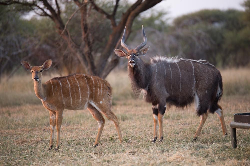 South Africa Hunting Trophies: Hunting Spiral-Horned Antelope