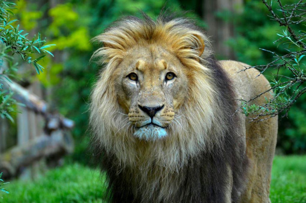 Hunting Lion In South Africa…Is It The End Of The Captive Hunt?
