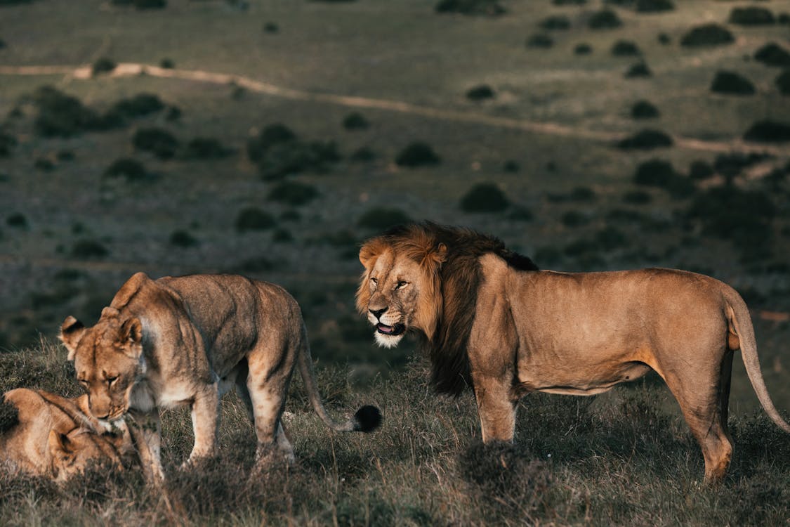 Planning On Hunting A Lion In Africa? Learn Tips & Techniques