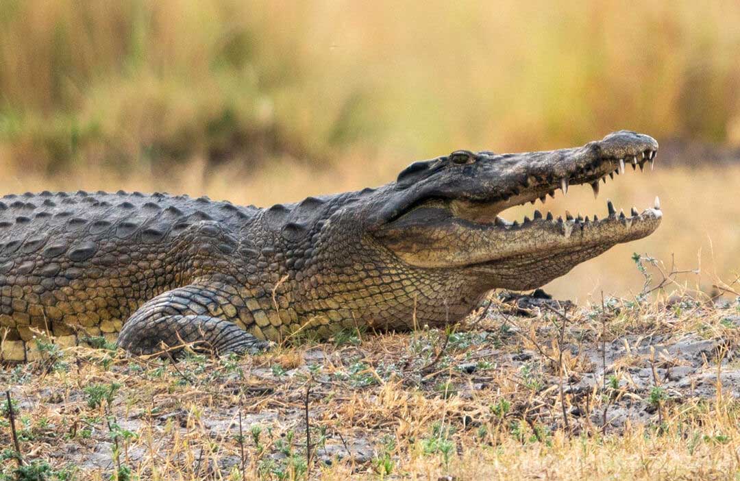 How Are Crocodiles Hunted? A Guide To Methods, Ethics, And Game Hunting Safaris