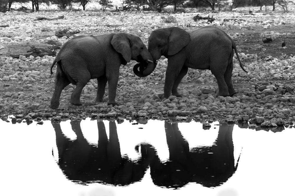 First Hunt In Africa: East Or West…Which Destination’s Best?