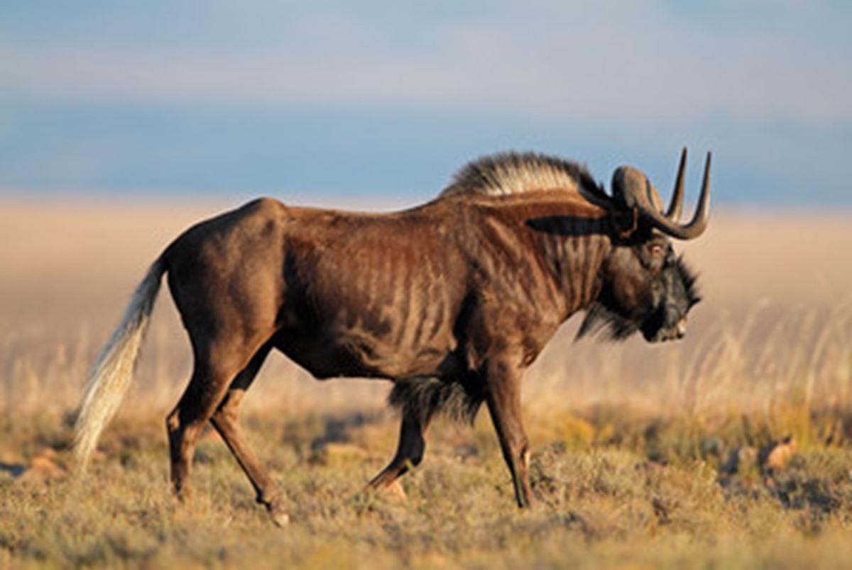 Hunting Safaris: Wildebeest, Springbok & More In The Karoo